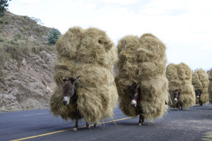 Heavily overloaded donkeys carrying straw, Ethiopia