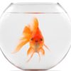 Goldfish in a bowl