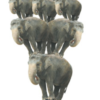 Elephants balancing on ball